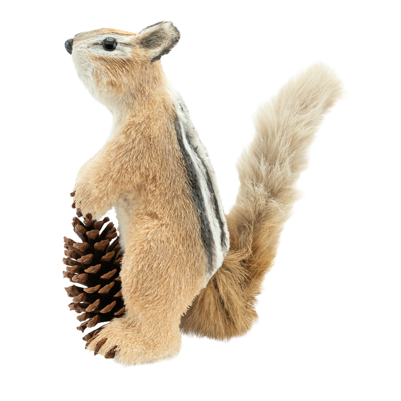 Eichhörnchen, 30x29x15cm echte Tannenzapfen: Ø 11cm aus Kunstfasern/Styropor/Kunstfell, stehend