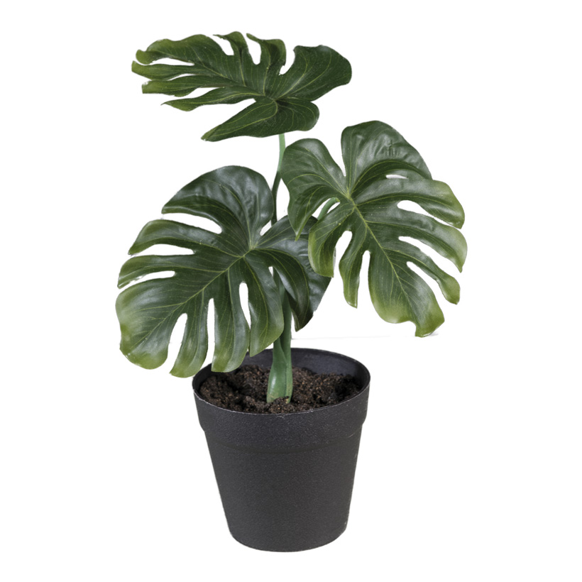 Split-Philo im Topf, 28cm