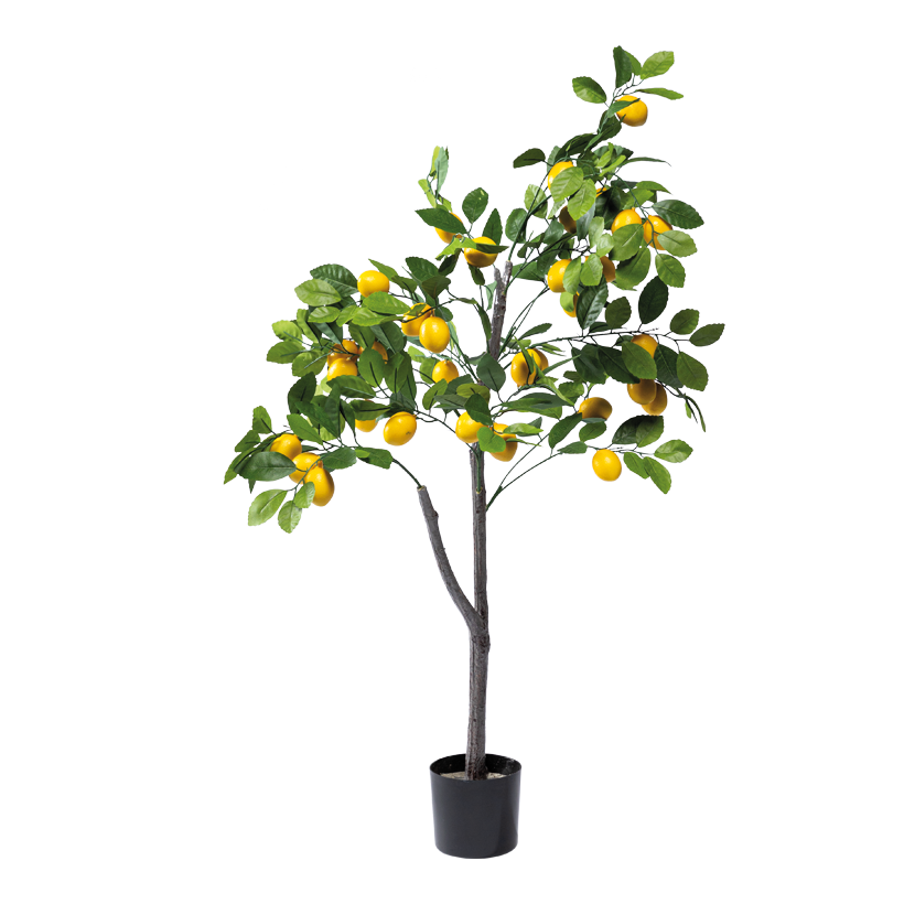 Citronnier en pot, 120cm Topf: Ø 13cm en plastique