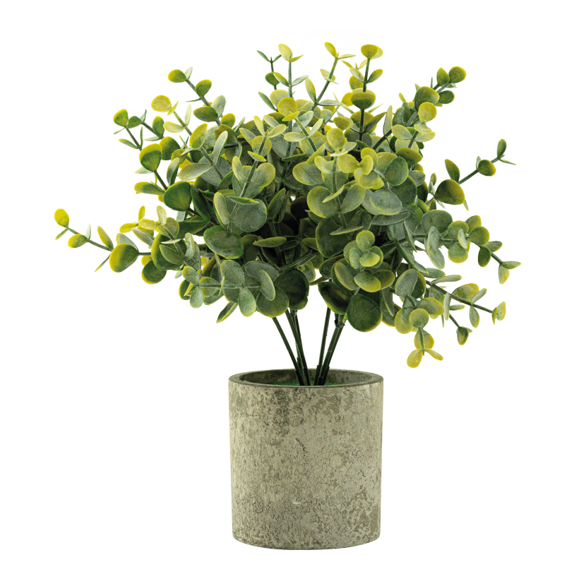 Eucalyptus im Topf, 24cm Topf: Ø 7,5cm aus Kunststoff