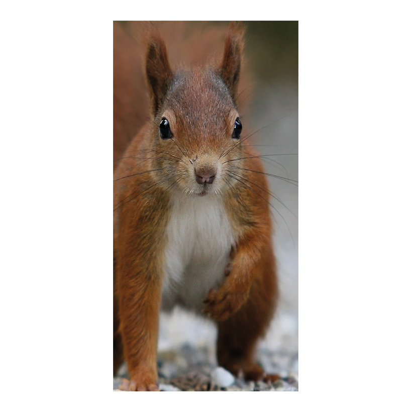 # Motivdruck "Eichhörnchen", 180x90cm Stoff