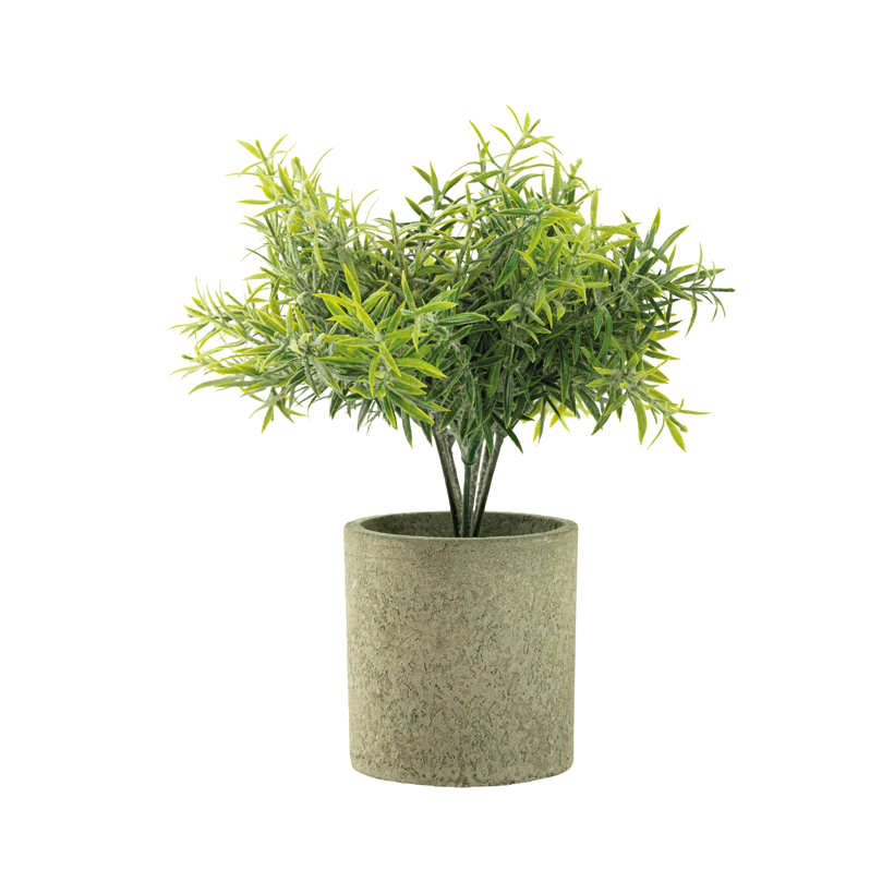 Kräuter im Topf, 20cm Topf: Ø 7,5cm aus Kunststoff