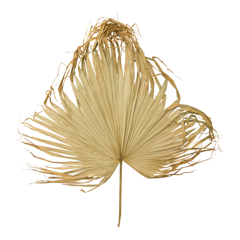 Palmenblatt, 120x100cm aus Naturmaterial