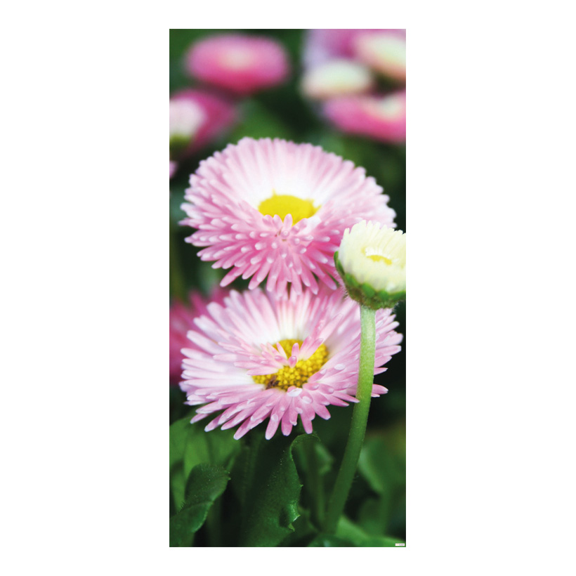 # Motivdruck "Bellis", 180x90cm Papier