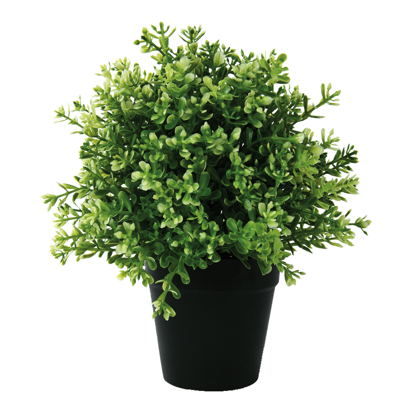 Ixora im Topf, 24cm