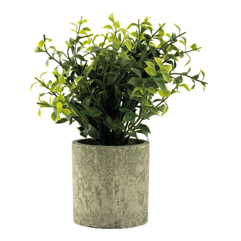Kräuter im Topf, 20cm Topf: Ø 7,5cm aus Kunststoff