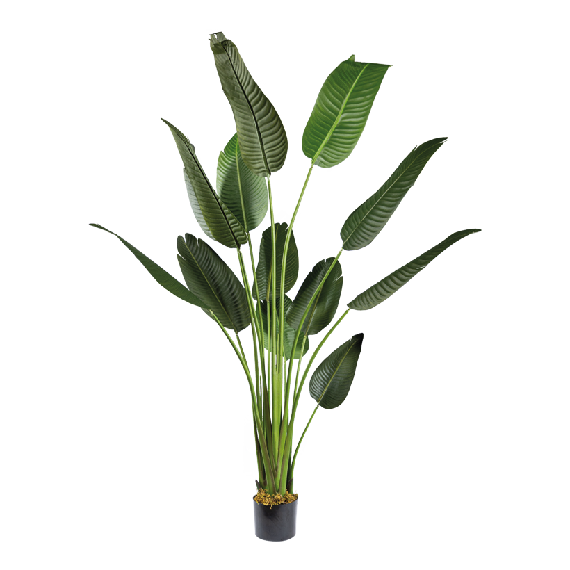 Bananenbaum im Topf, 180cm Topf: Ø 19cm 13 Blätter, Kunststoff
