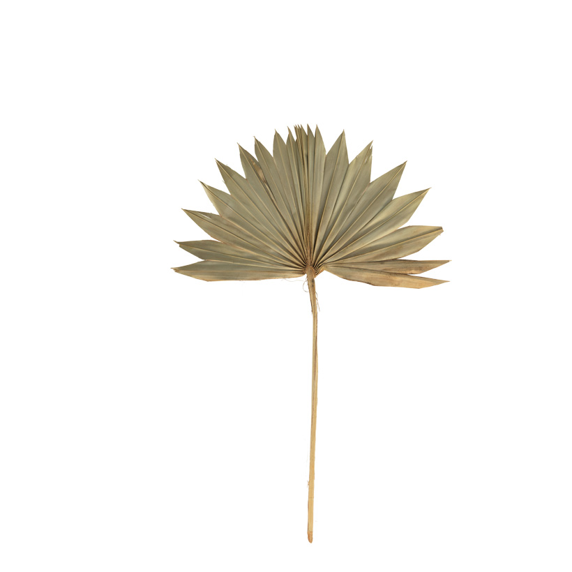 Washingtonia-Palmwedel, 60cm getrocknet, konserviertes Naturmaterial
