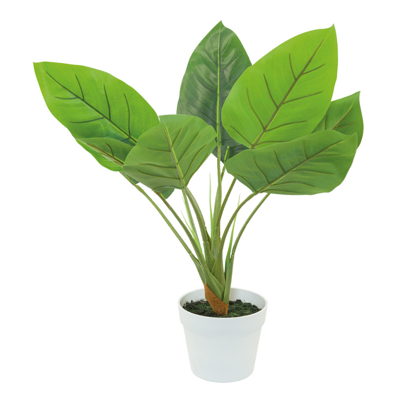 Aureum plant, H: 65cm in pot, made of artificial silk & plastic