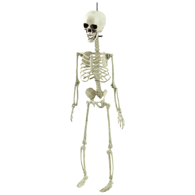 Skeleton, moveable, 75x20cm out of plastic, with hanger