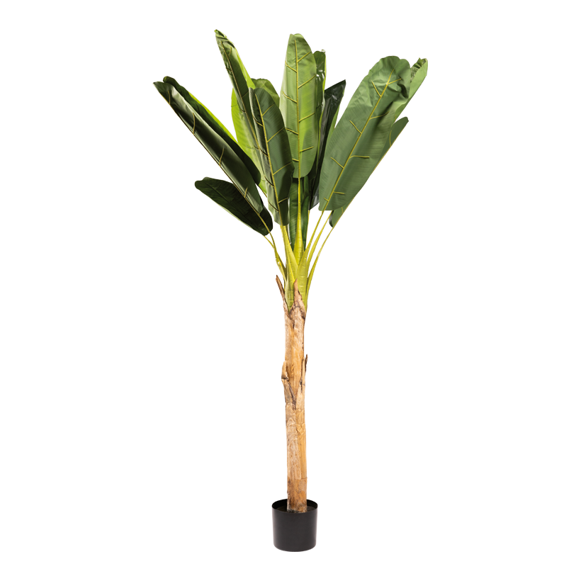 Banana plant with pot, 180cm Topf: Ø 16cm 2pcs out of plastic