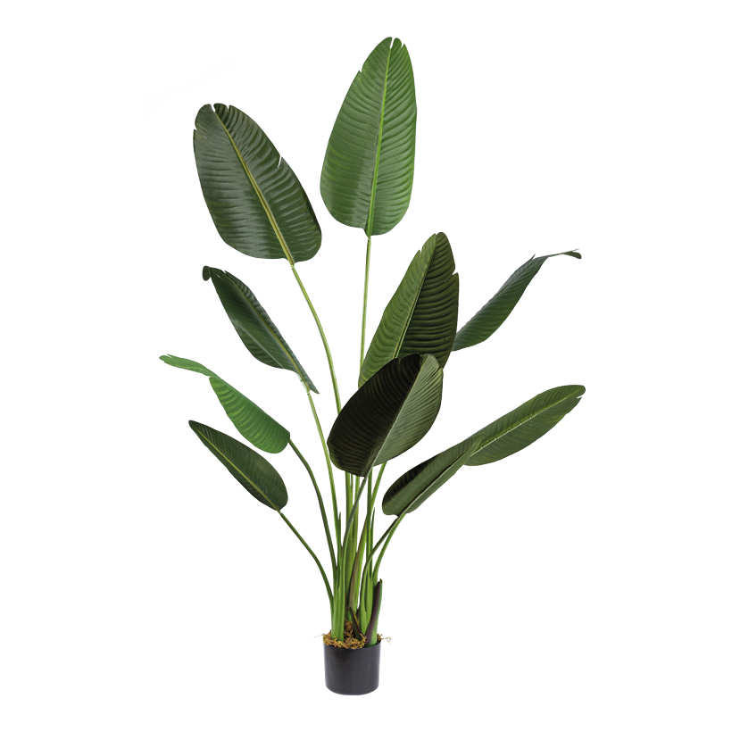 Bananenbaum im Topf, 160cm Topf: Ø 15cm 10 Blätter, aus Kunststoff