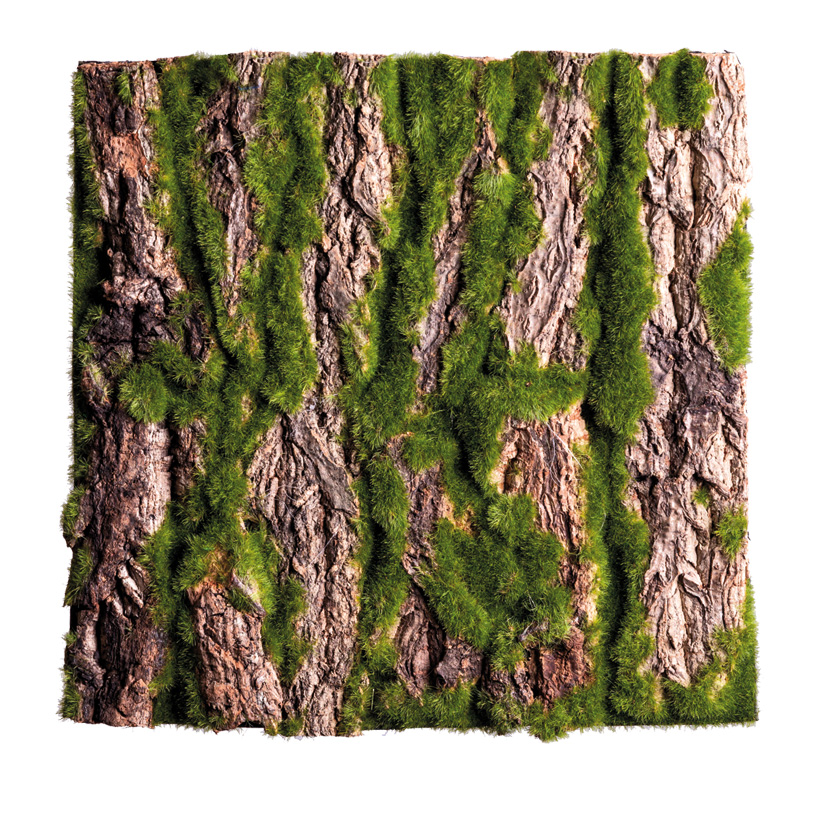 Bark plate, 30x30cm covered with moss, with real bark