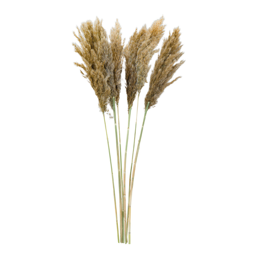 Bunch of pampas grass, 65-75cm 6-fold, dried