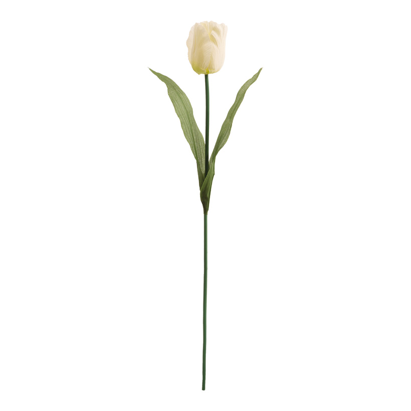 Tulpe, 50cm