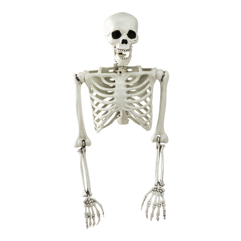 Skeleton, torso, 53x37cm ausgefaltet: 82cm out of plastic, with hanger, movable arms