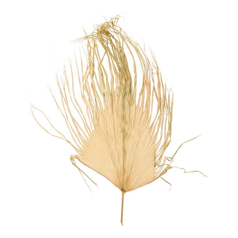 Palmenblatt, 110x70cm aus Naturmaterial