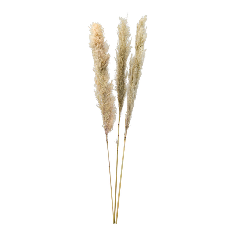 Bunch of pampas grass, 110cm 3-fold, dried