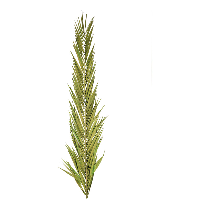 Fronde de palmier 180cm séché, matière naturelle conservée