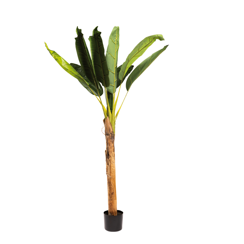 Banana plant with pot, 160cm Topf: Ø 14cm 2pcs out of plastic