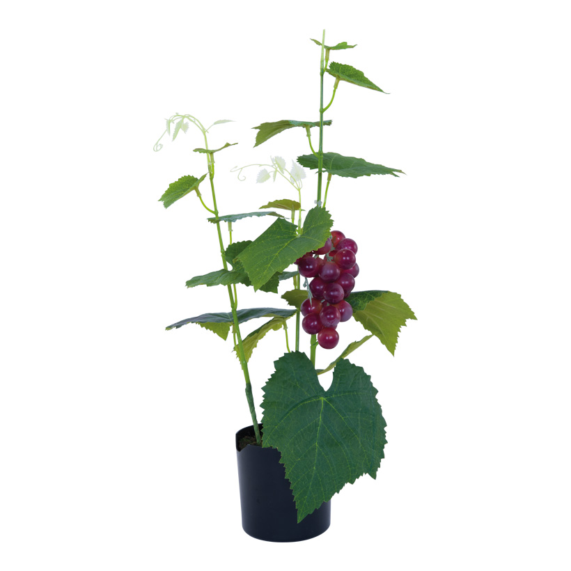 Grape plant in pot, 56cm Topf: 10x10cm out of plastic/artificial silk, in a pot, with red grapes