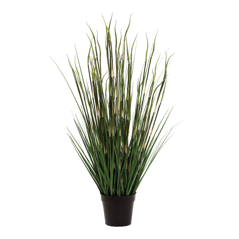 # Bamboo-onion grass mix, 86cm in pot