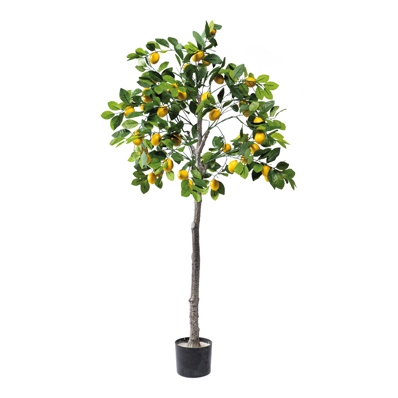 Zitronenbaum im Topf, 150cm Topf: Ø 15cm, aus Kunststoff
