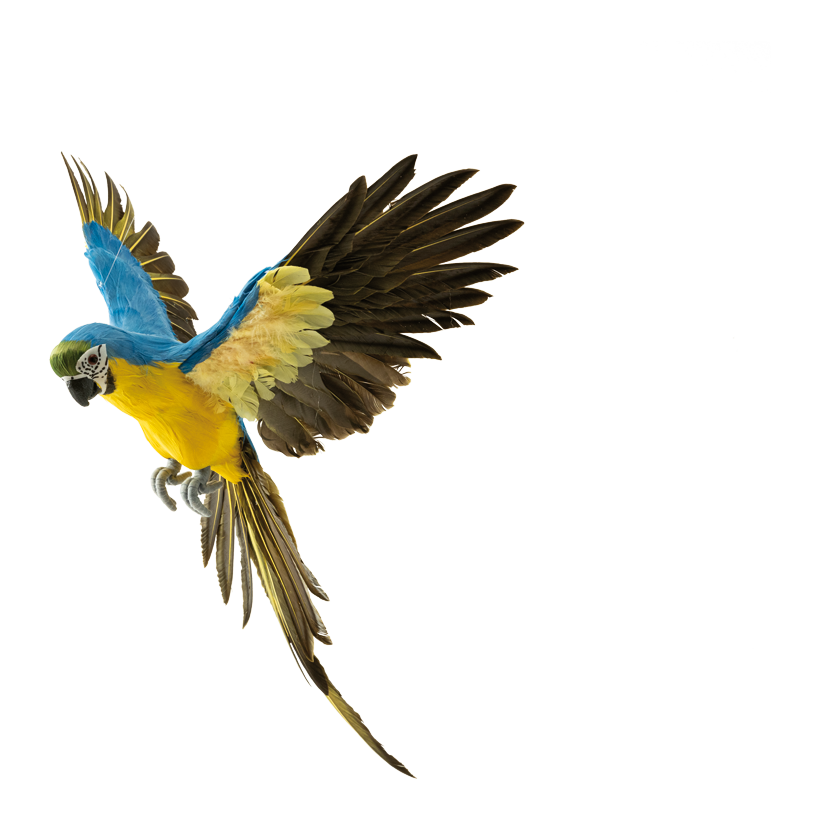 Papagei, 56x53cm 3-teilig, aus Federn, fliegend