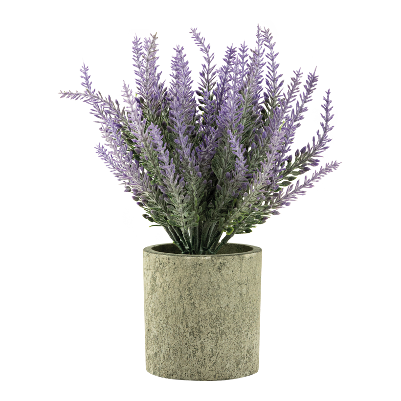 Lavendel im Topf, 22cm Topf: Ø 7,5cm aus Kunststoff