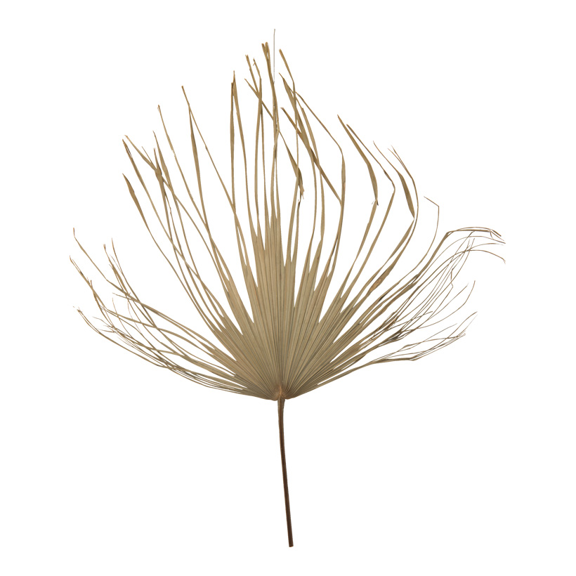 Palmenblatt, 100x80cm aus Naturmaterial