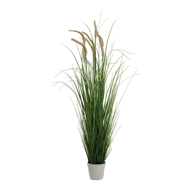 # Onion grass in pot, 110cm