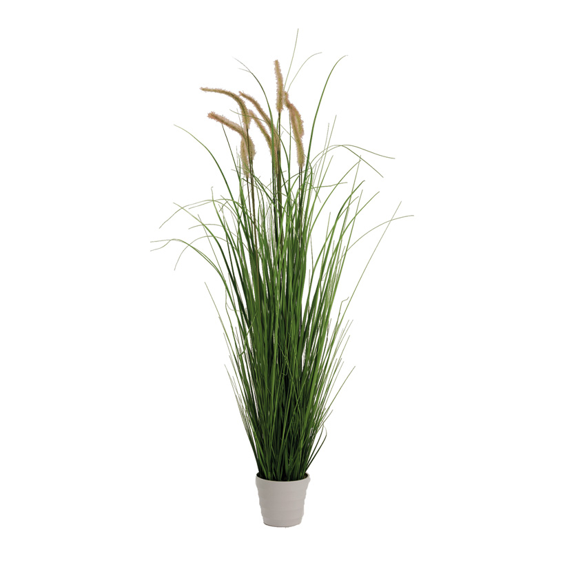 # Zwiebelgras im Topf, 110cm