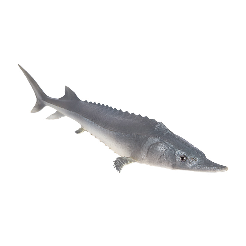 # Sturgeon, 50x11cm, rubber