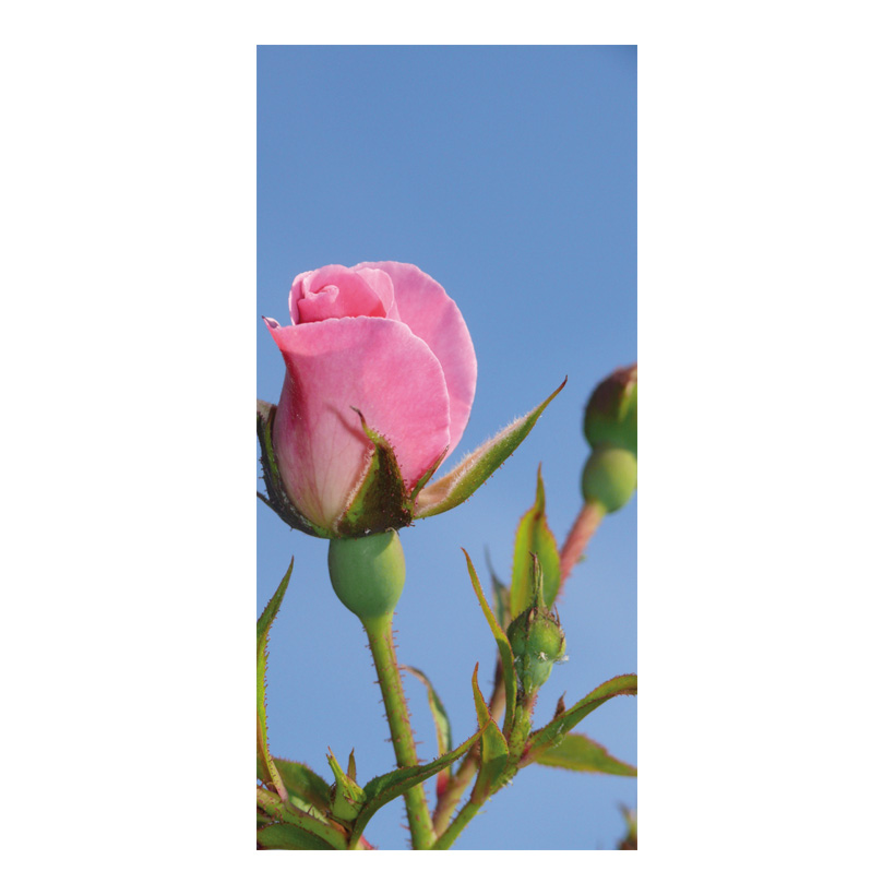 # Motivdruck "Pink Rose", 180x90cm Papier