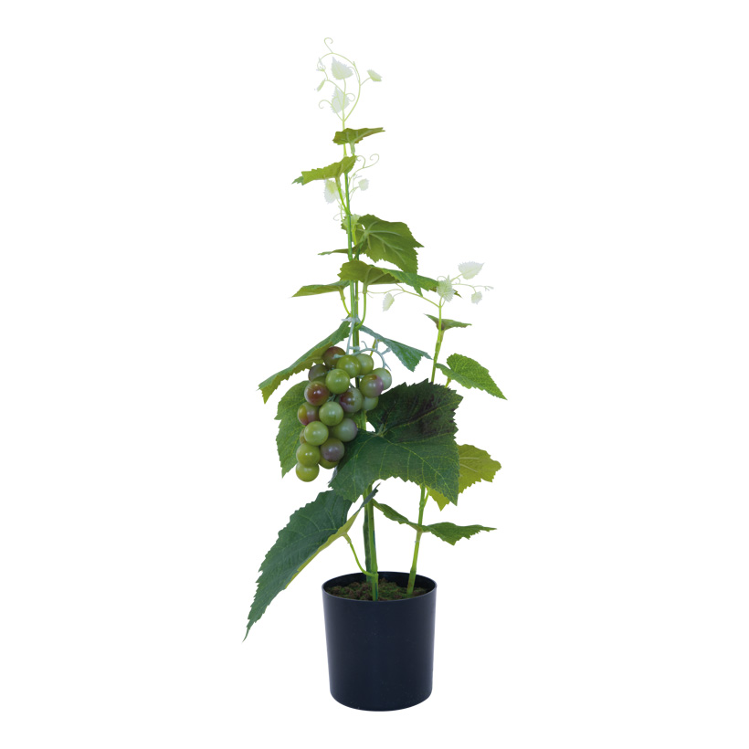 Grape plant in pot, 56cm Topf: 10x10cm out of plastic/artificial silk, in a pot, with green grapes