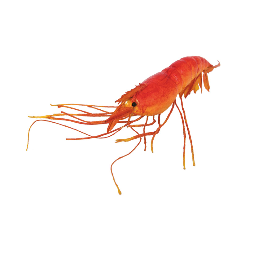 Shrimp, 22cm