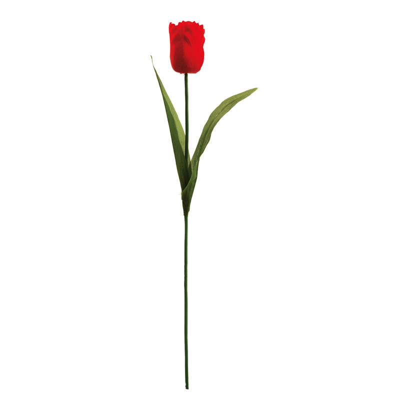 Tulip, 50cm