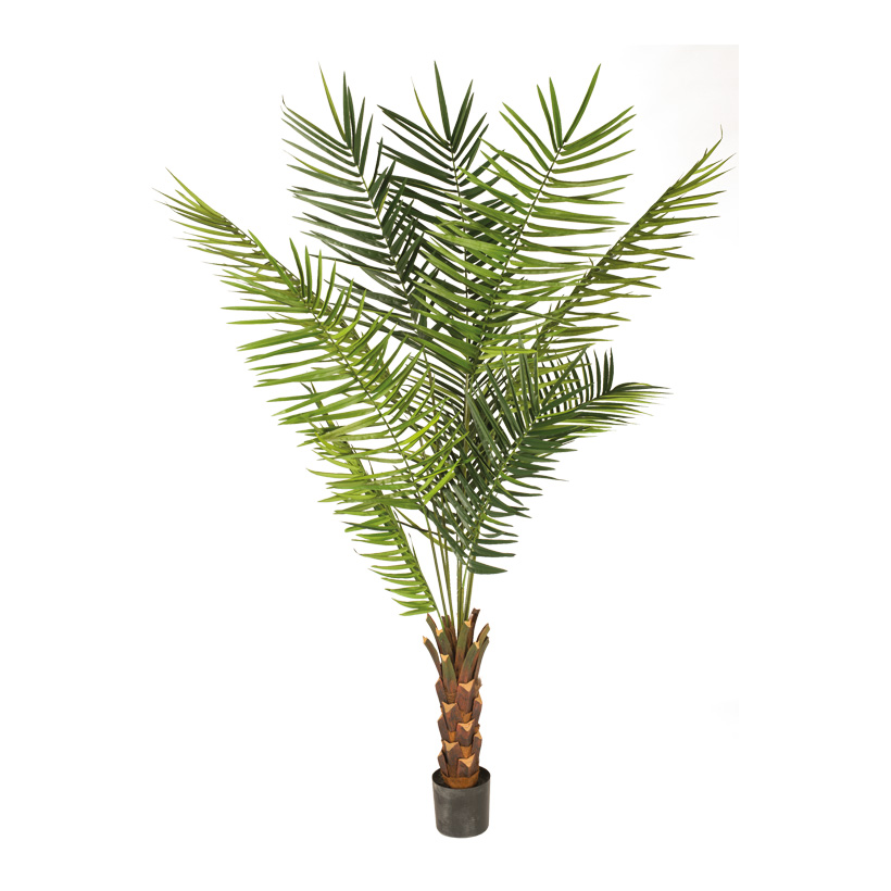 # Kentia palm, 240cm in pot, 10 palm fronds & 540 leaves