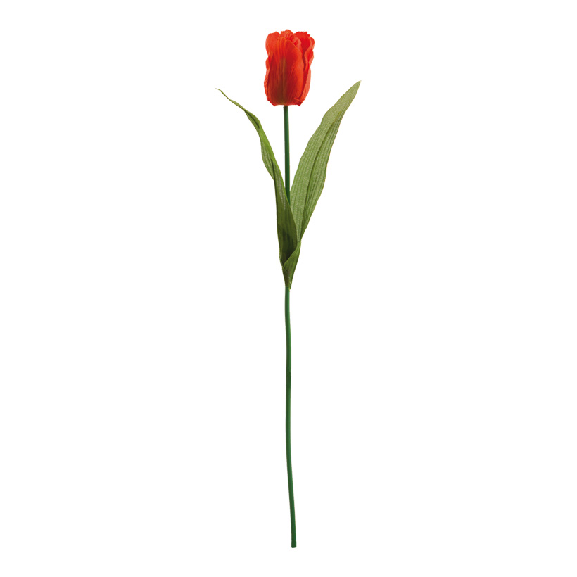 Tulpe, 50cm