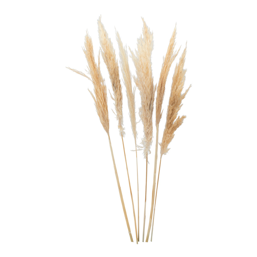 Bunch of pampas grass, 65-75cm 6-fold, dried