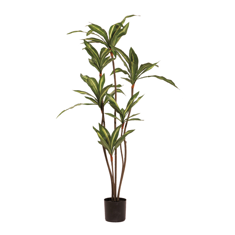 # Dracaena tree, 115cm in pot