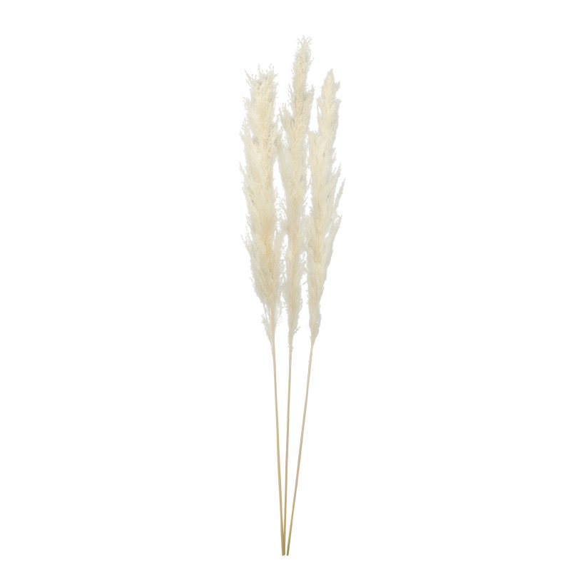 Bunch of pampas grass, 110cm 3-fold, dried