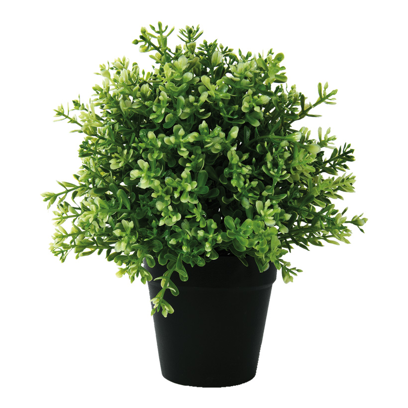 Ixora im Topf, 24cm