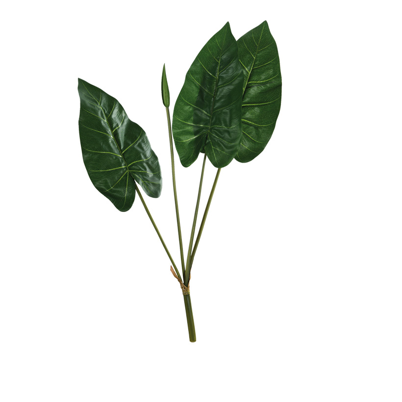 Calla-Lily leaves, 76cm