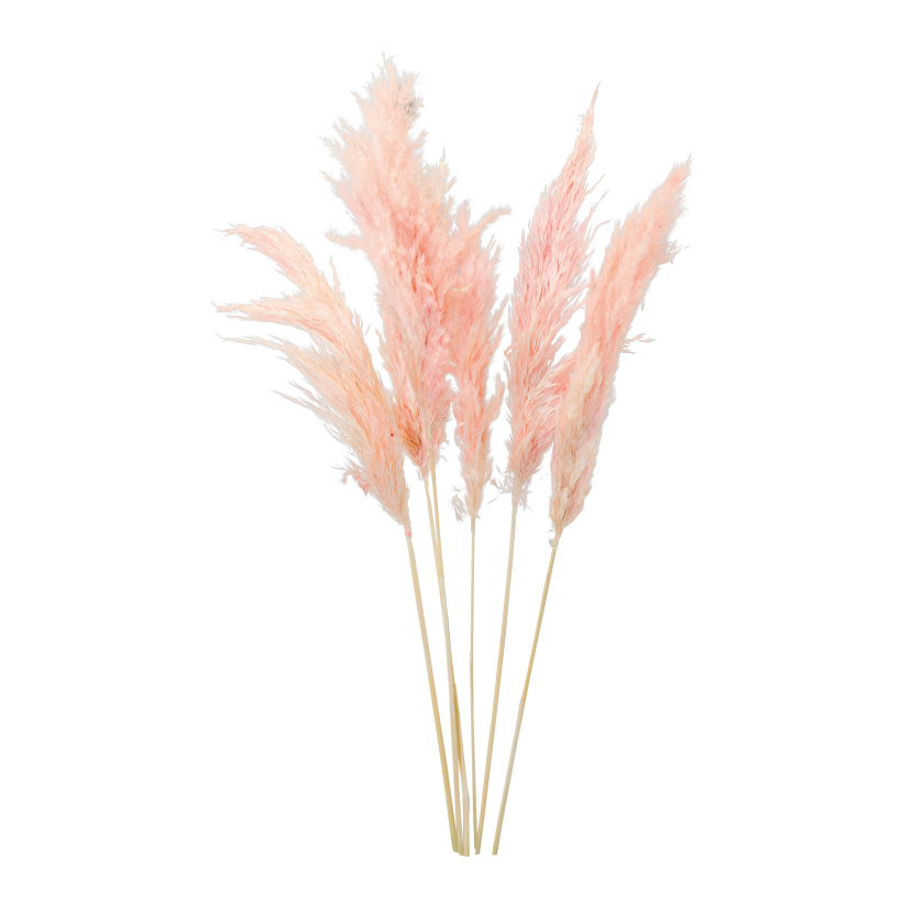 Bunch of pampas grass, 65-75cm 6-fold, dried