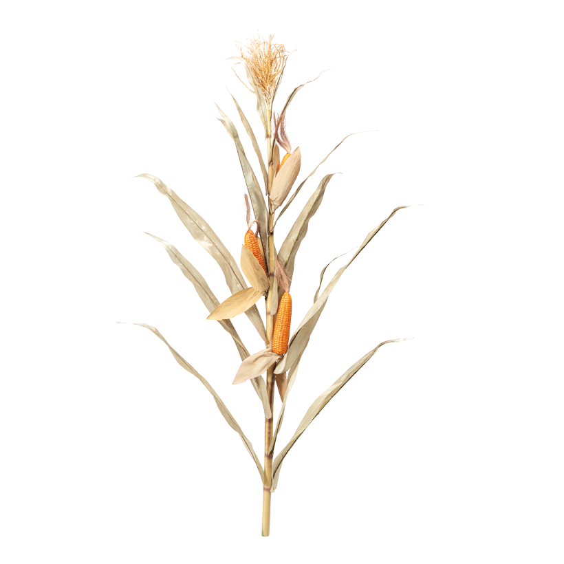 Dried corn plant, 185cm out of of plastic, artificial silk and styrofoam, 3 ears of corn on one stalk