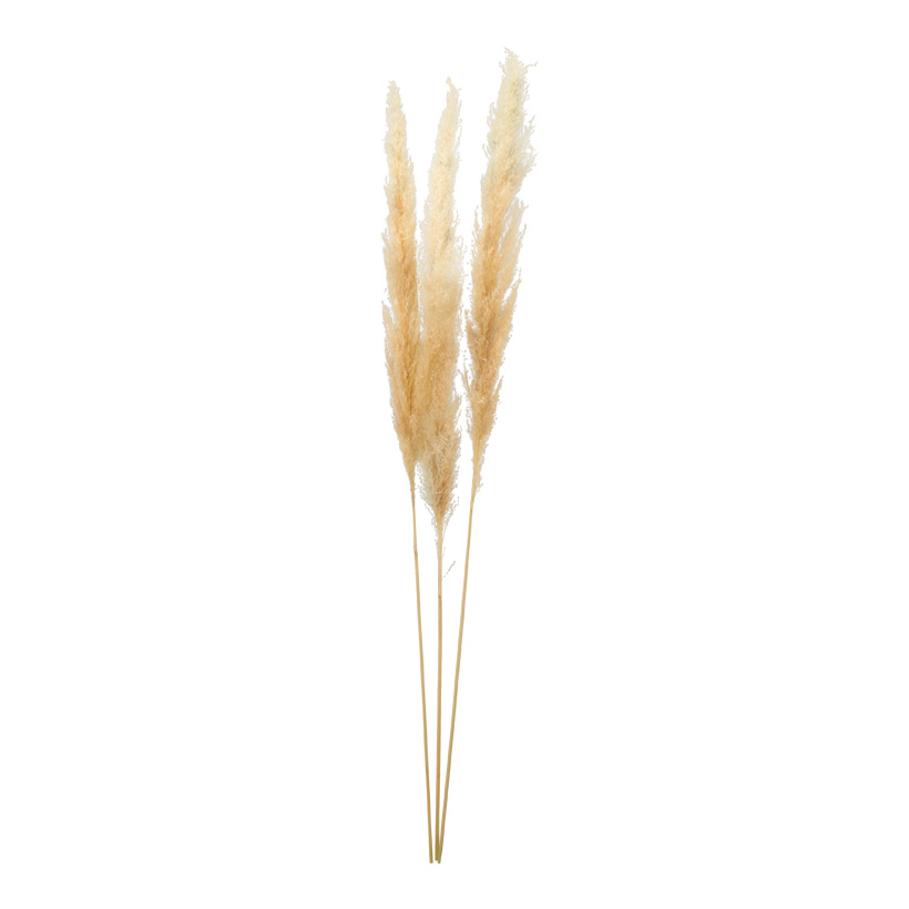 Bunch of pampas grass, 110cm 3-fold, dried