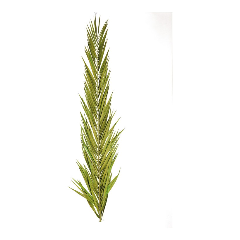 Fronde de palmier 150cm séché, matière naturelle conservée