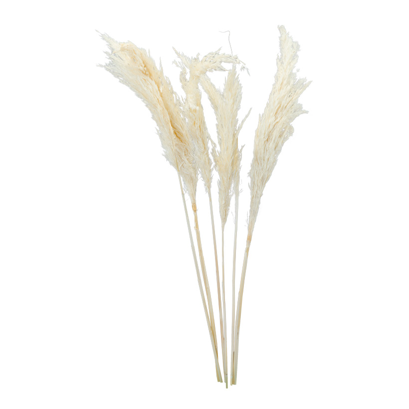 Bunch of pampas grass, 65-75cm 6-fold, dried