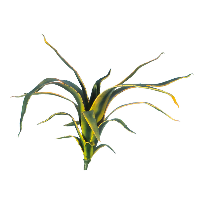 Aloe plant, 50cm 16-fold